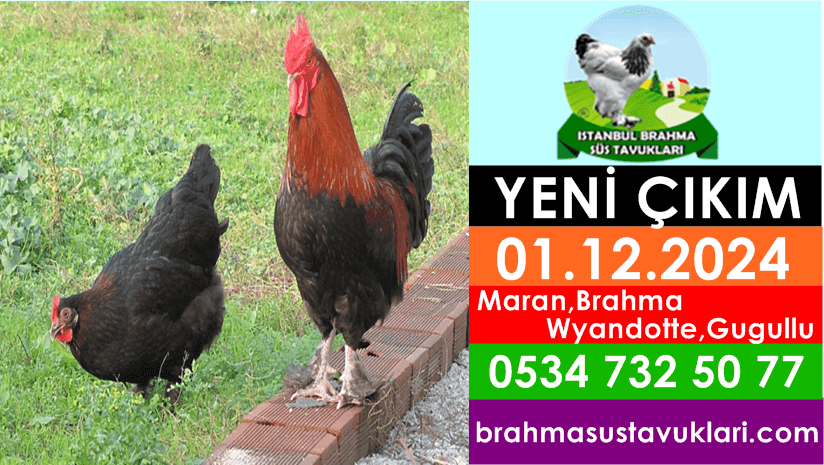 İstanbul Süs Tavukları Kuluçkalık Yumurta & Civciv