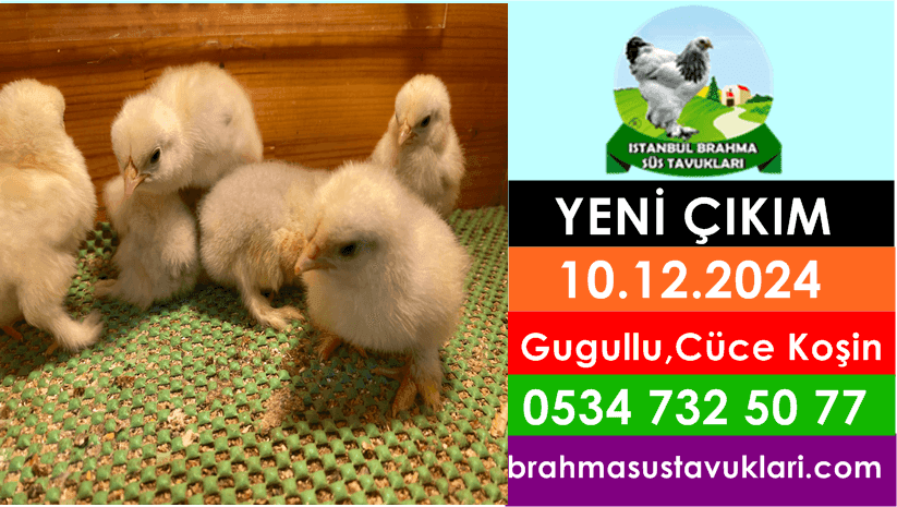 İstanbul Süs Tavukları Kuluçkalık Yumurta & Civciv