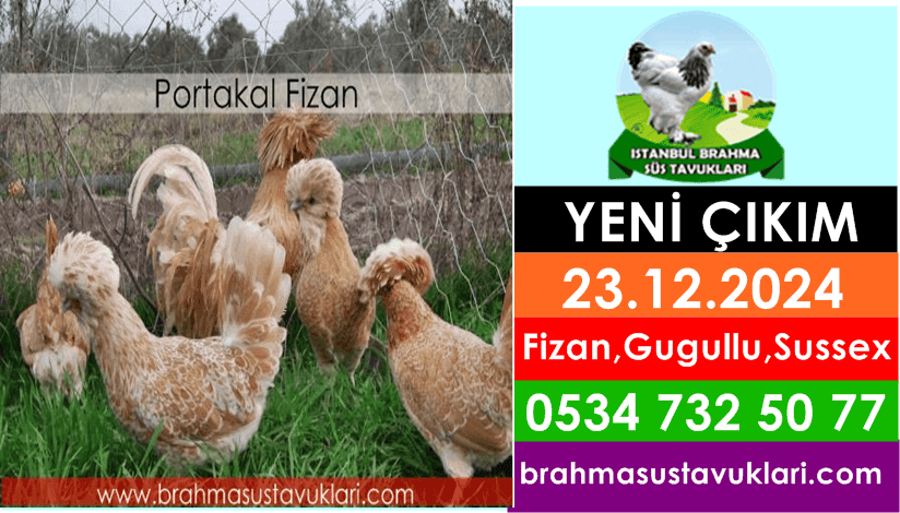 İstanbul Süs Tavukları Kuluçkalık Yumurta & Civciv