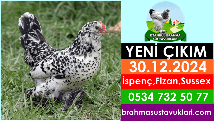 İstanbul Süs Tavukları Kuluçkalık Yumurta & Civciv
