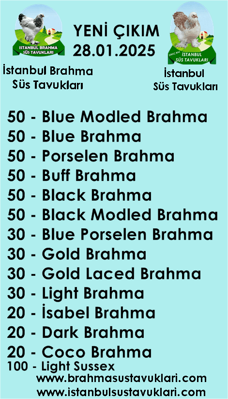 İstanbul Süs Tavukları Kuluçkalık Yumurta & Civciv