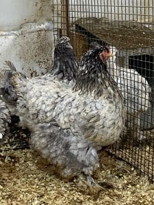 Blue Moddlet Brahma Kuluçkalık Yumurta