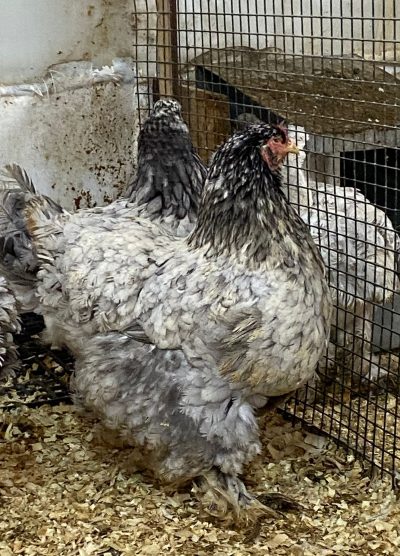 Blue Modled Brahma Kuluçkalık Yumurta