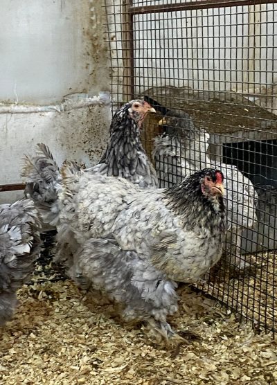 Blue Modled Brahma Kuluçkalık Yumurta