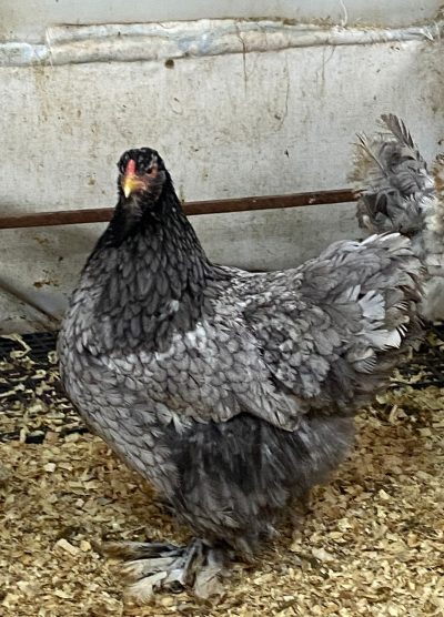Blue Modled Brahma Kuluçkalık Yumurta