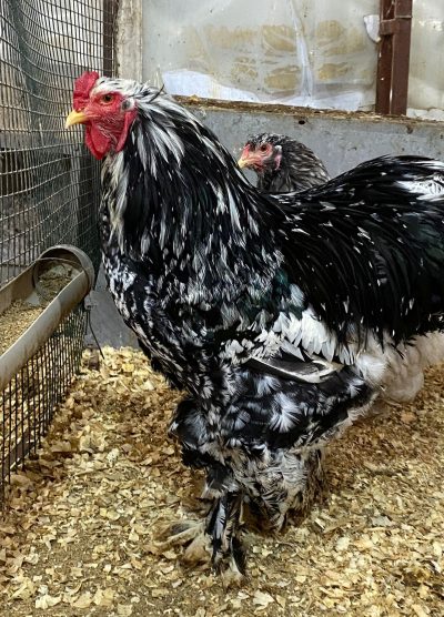 Blue Modled Brahma Kuluçkalık Yumurta