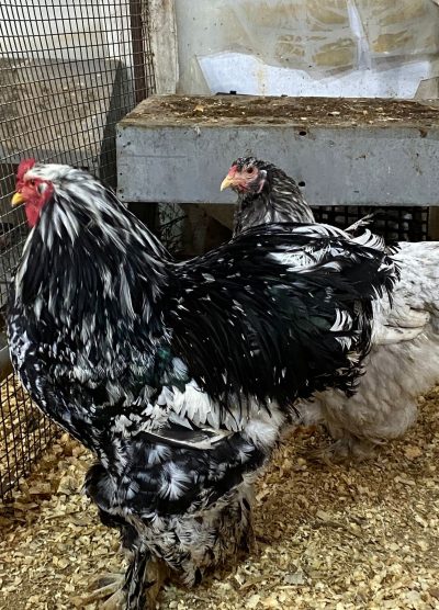 Blue Modled Brahma Kuluçkalık Yumurta