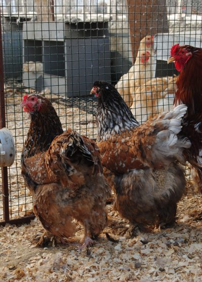 Blue Porselen Brahma Kuluçkalık Yumurta