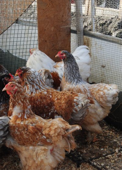 Blue Porselen Brahma Kuluçkalık Yumurta