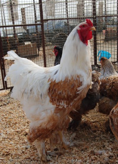 Blue Porselen Brahma Kuluçkalık Yumurta