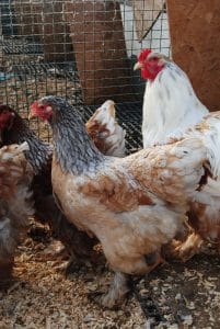 blue porselen brahma kuluçkalık yumurta