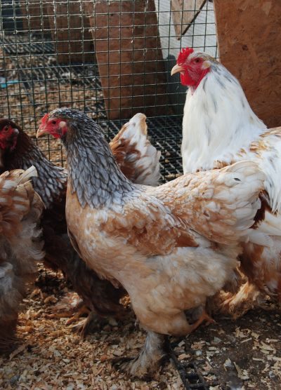 blue porselen brahma kuluçkalık yumurta