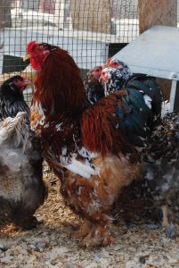 Porselen Brahma Kuluçkalık Yumurta