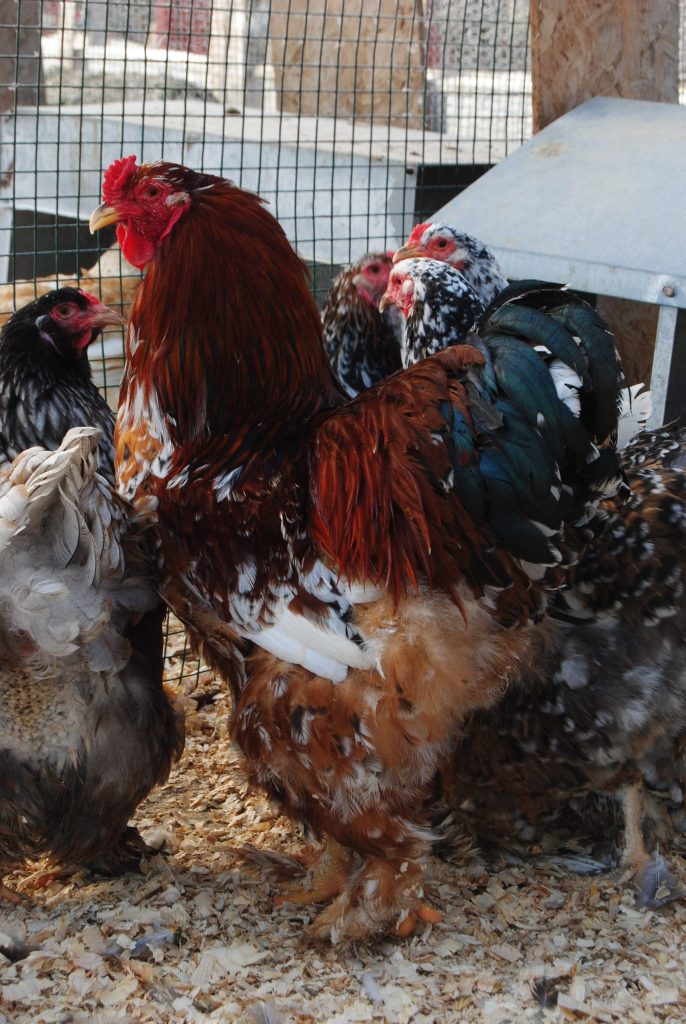 Blue Porselen Brahma Tavuk Özellikleri İstanbul Süs TAVUKLARI Porselen Brahma Kuluçkalık Yumurta