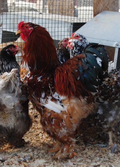 Blue Porselen Brahma Kuluçkalık Yumurta