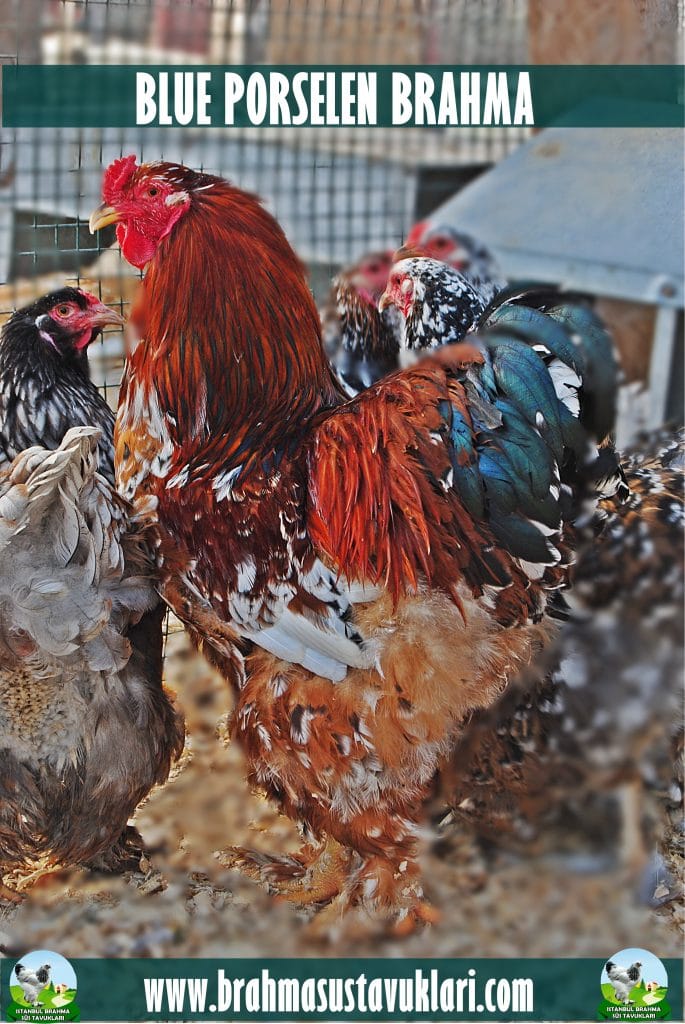 Blue Porselen Brahma Tavuk Özellikleri İstanbul Süs TAVUKLARI Blue Porselen Brahma Kuluçkalık Yumurta