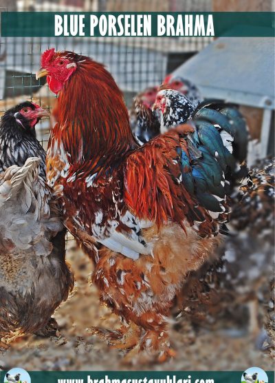 Blue Porselen Brahma Kuluçkalık Yumurta