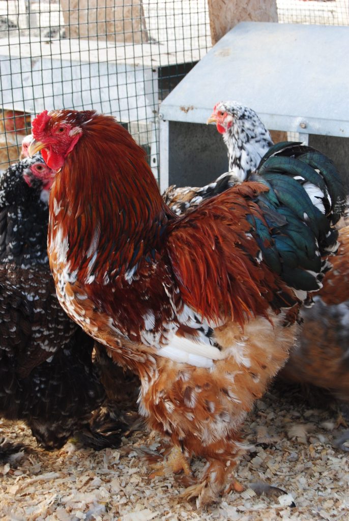 Porselen Brahma Tavuk Özellikleri İstanbul Süs TAVUKLARI Porselen Brahma Kuluçkalık Yumurta