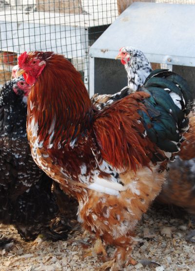 Blue Porselen Brahma Kuluçkalık Yumurta