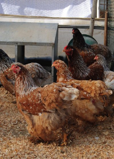 Blue Porselen Brahma Kuluçkalık Yumurta