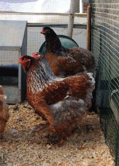 Blue Porselen Brahma Kuluçkalık Yumurta