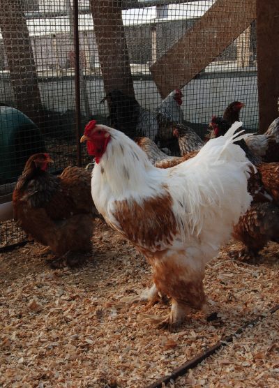 Blue Porselen Brahma Kuluçkalık Yumurta