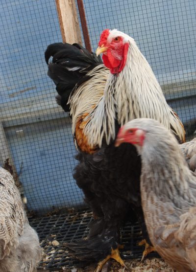 Bso Brahma Kuluçkalık Yumurta