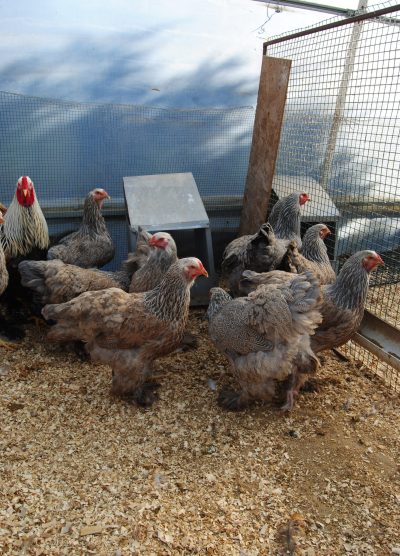 Bso Brahma Kuluçkalık Yumurta