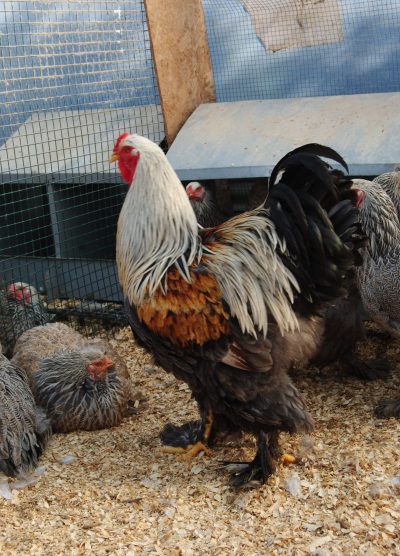 Bso Brahma Kuluçkalık Yumurta