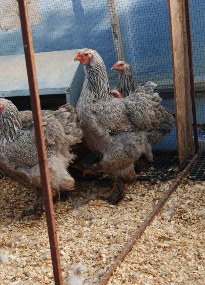 Bso Brahma Kuluçkalık Yumurta