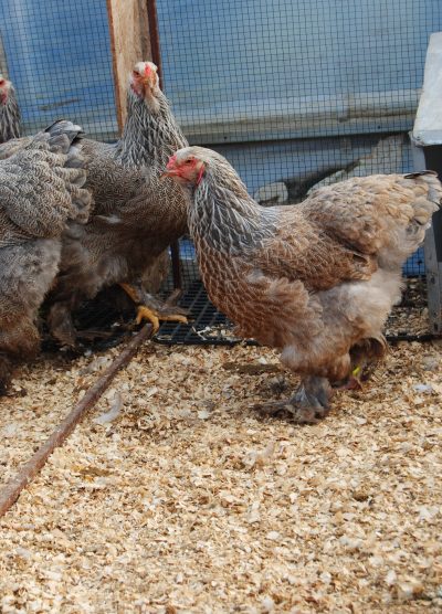 Bso Brahma Kuluçkalık Yumurta