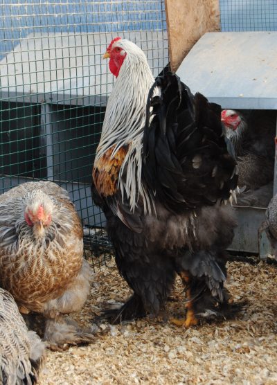 Bso Brahma Kuluçkalık Yumurta