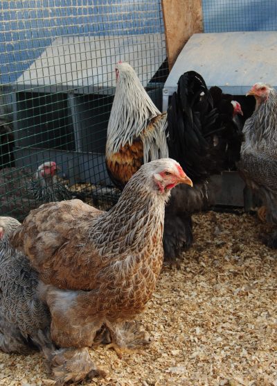 Bso Brahma Kuluçkalık Yumurta