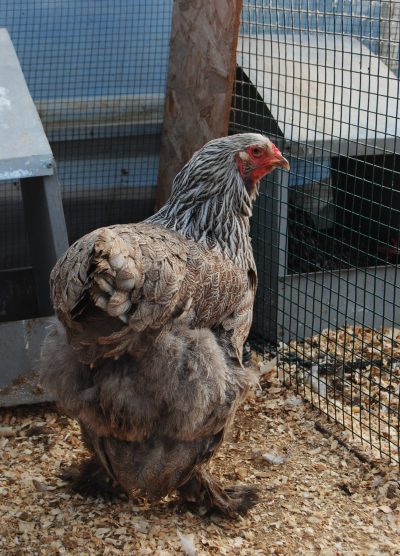 Bso Brahma Kuluçkalık Yumurta