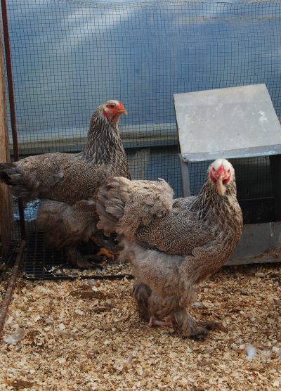 Bso Brahma Kuluçkalık Yumurta