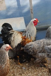 Bso Brahma Kuluçkalık Yumurta