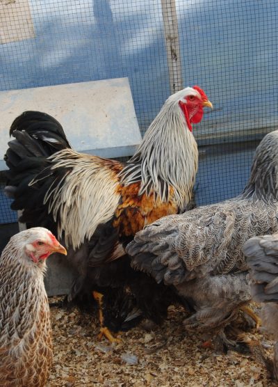 Bso Brahma Kuluçkalık Yumurta