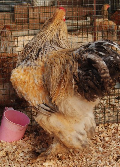 Buff Barret Brahma Kuluçkalık Yumurta