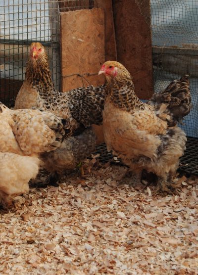 Buff Barret Brahma Kuluçkalık Yumurta