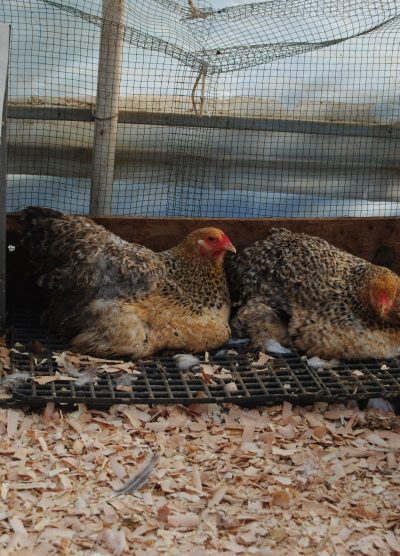 Buff Barret Brahma Kuluçkalık Yumurta