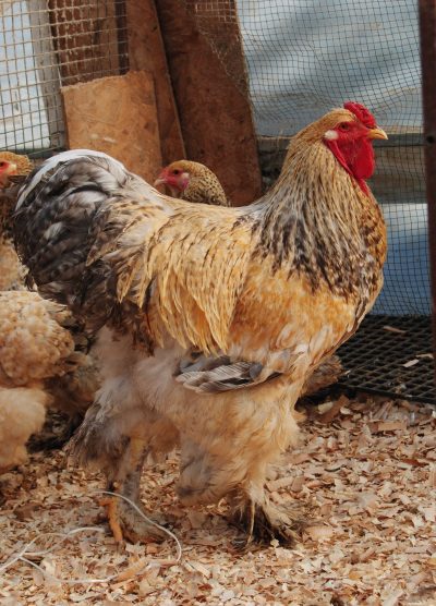 Buff Barret Brahma Kuluçkalık Yumurta