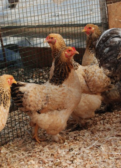 Buff Barret Brahma Kuluçkalık Yumurta