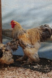 Buff Barret Brahma Kuluçkalık Yumurta