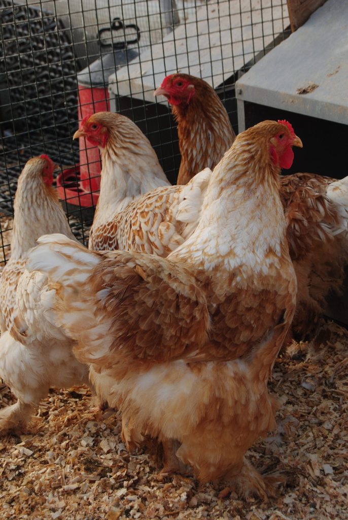 Buff Laced Brahma Tavuk Özellikleri İstanbul Süs TAVUKLARI Buff Laced Brahma Kuluçkalık Yumurta