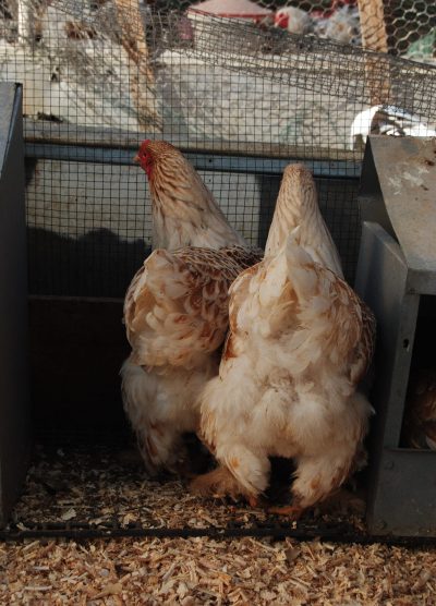 Buff Laced Brahma Kuluçkalık Yumurta