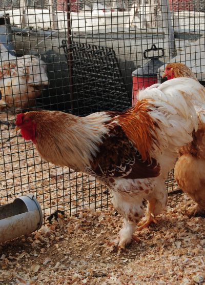 Buff Laced Brahma Kuluçkalık Yumurta