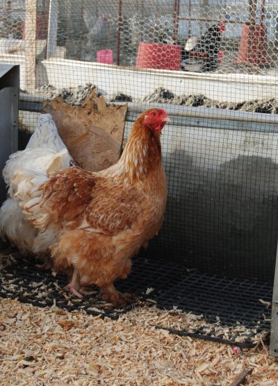 Buff Laced Brahma Kuluçkalık Yumurta