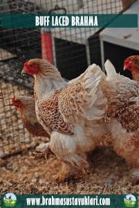 buff laced brahma kuluçkalık yumurta