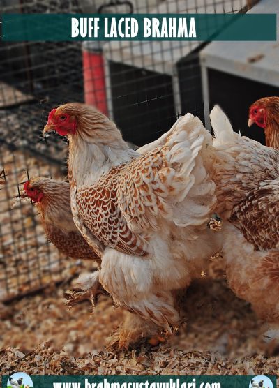 buff laced brahma kuluçkalık yumurta