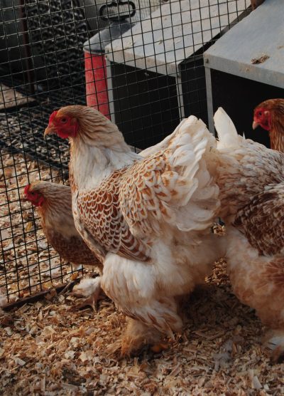 Buff Laced Brahma Kuluçkalık Yumurta